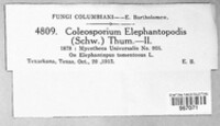 Coleosporium elephantopodis image